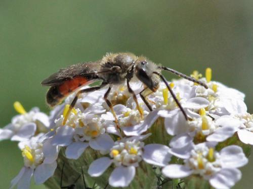 Réf. 248 019 : Lasioglossum sp.